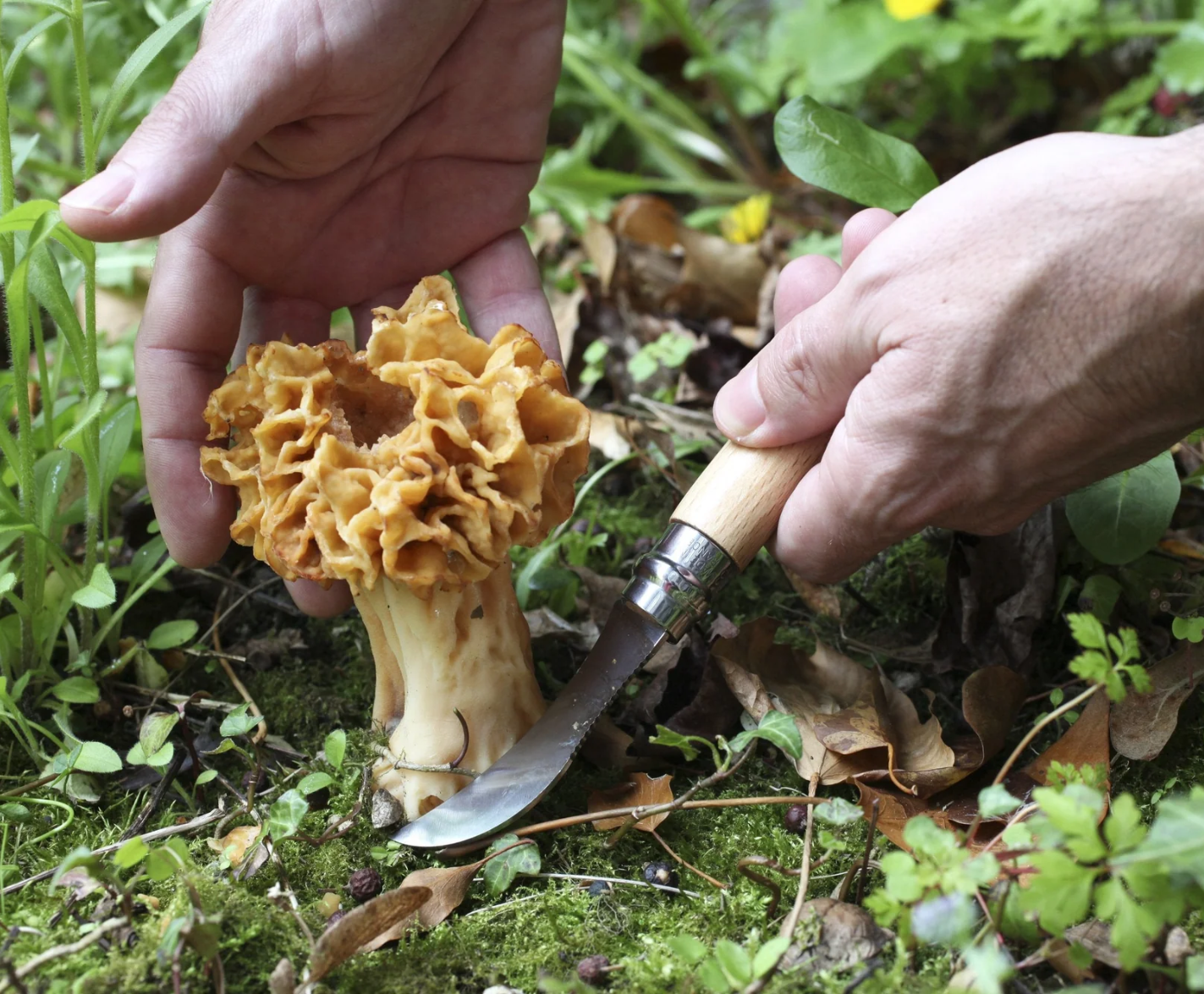 Opinel No.08 Mushroom Knife & Sheath Wooden Gift Box