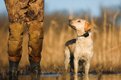 Garmin Delta SE Bundle - Handheld & Dog Collar (010-02608-00)